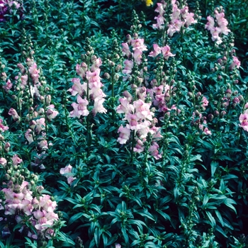 Antirrhinum majus 'Crown Apple Blossom' 