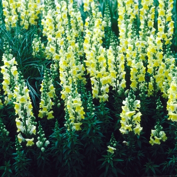 Antirrhinum majus 'Liberty Yellow' 