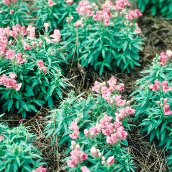 Antirrhinum majus 'Kim Rose'