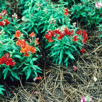 Antirrhinum majus 'Kim Scarlet'