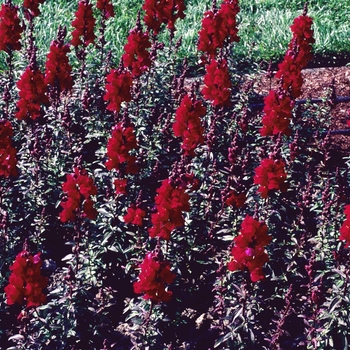 Antirrhinum majus Solstice 'Burgundy'