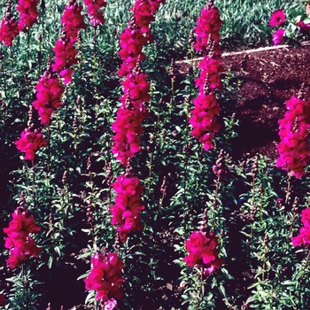 Antirrhinum majus 'Purple' 