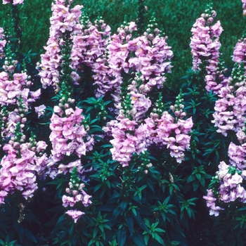 Antirrhinum majus 'Sonnet Pink'