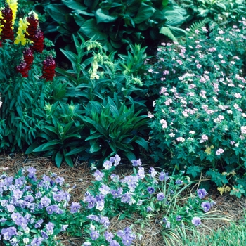 Antirrhinum majus 'Mix' 