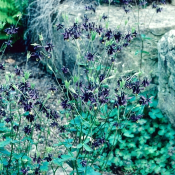 Aquilegia atrata