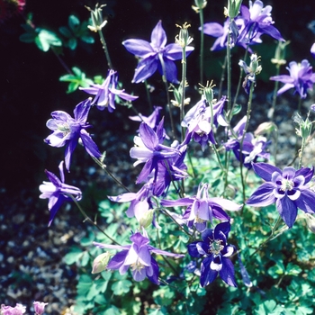 Aquilegia bertolonii 