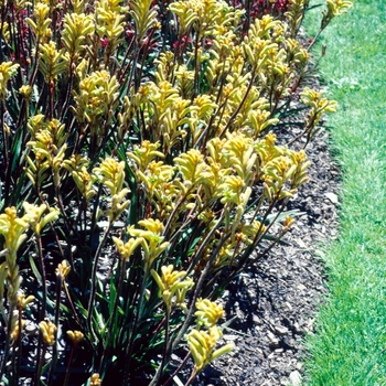 Anigozanthos Bush 'Nugget'