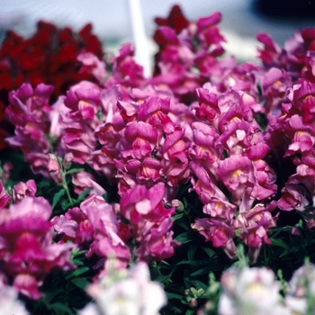 Antirrhinum majus Tahiti 'Plum'