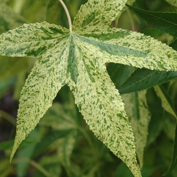 Liquidambar styraciflua 'Variegata'