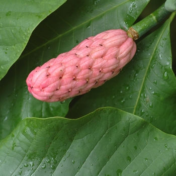 Magnolia tripetala