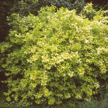 Philadelphus coronarius 'Aureus' 