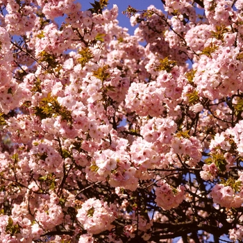 Prunus Persica Peppermint Twist