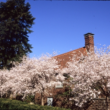 Prunus x 'Hally Jolivette' 