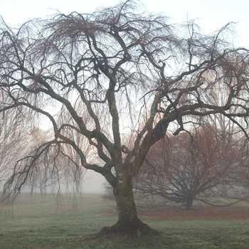 Prunus subhirtella 'Pendula Flora Plena' 