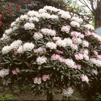 Rhododendron yakushimanum