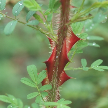 Rosa sericea var.pteracantha 