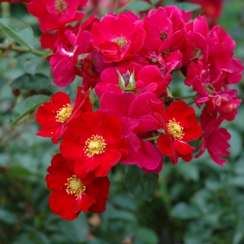 Rosa Flower Carpet® 'Red'