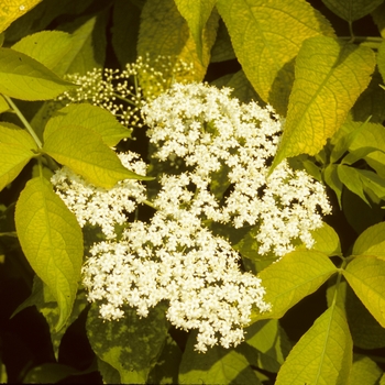 Sambucus nigra 'Aurea'