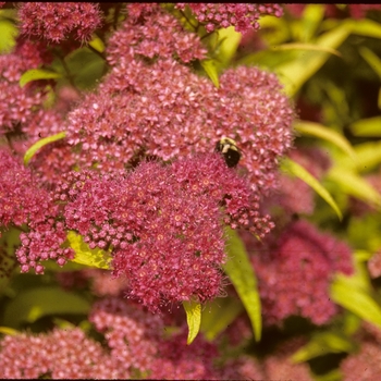 Spiraea x bumalda 'Goldflame' 