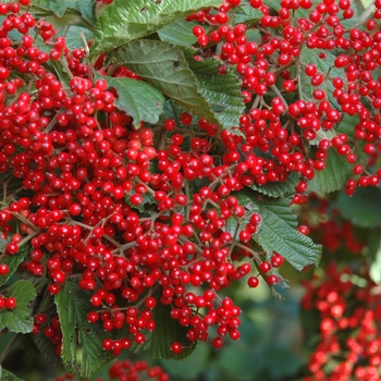 Viburnum dilatatum 