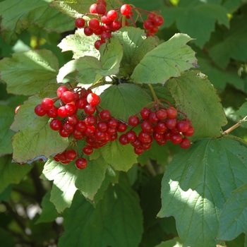 Viburnum trilobum 