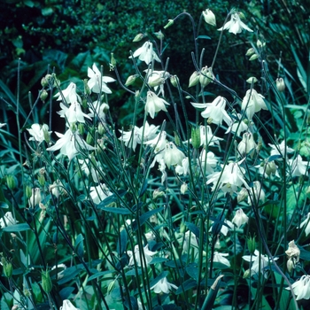 Aquilegia flabellata 'Alba'