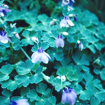 Aquilegia flabellata