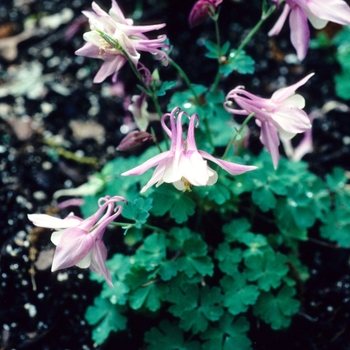 Aquilegia flabellata 'Cameo' 