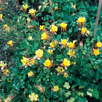 Aquilegia formosa 