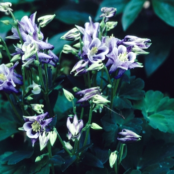 Aquilegia caerulea Songbird 'Bunting'