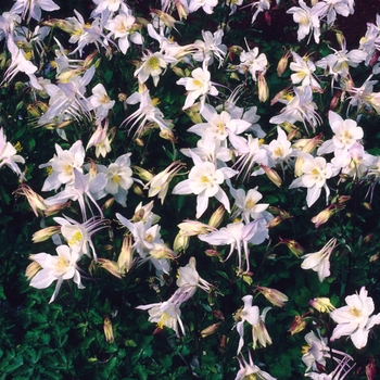 Aquilegia caerulea 'Dove' 