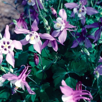 Aquilegia 'Pink' 