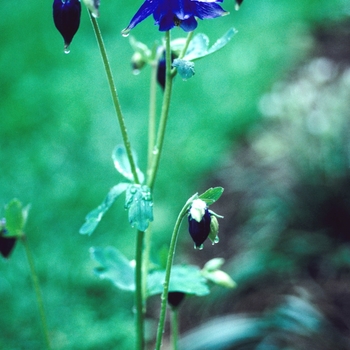 Aquilegia 'Hensol Harebell'