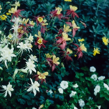 Aquilegia 'McKana Giant' 