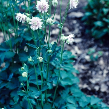 Aquilegia vulgaris 'Nora Barlow' 