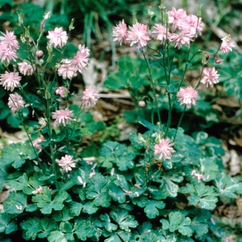 Aquilegia vulgaris 'Pink Barlow'