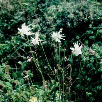 Aquilegia microphylla