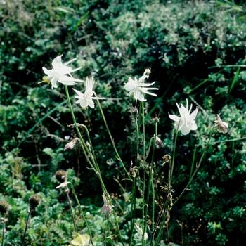 Aquilegia microphylla 