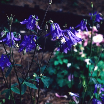 Aquilegia nepalensis 