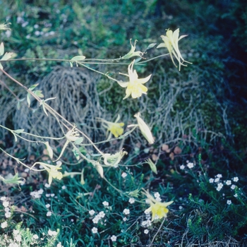 Aquilegia pubescens