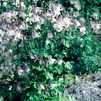 Aquilegia oxypetalum 