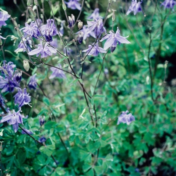 Aquilegia pyrenaica 