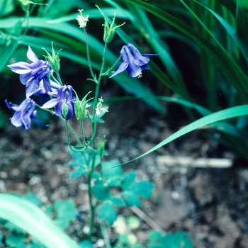 Aquilegia transsilvanica