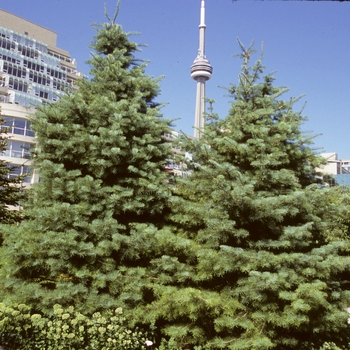 Abies concolor