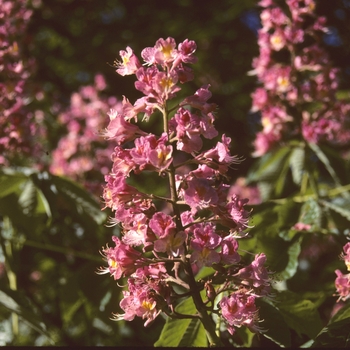 Aesculus x carnea