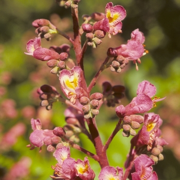 Aesculus x carnea '' (004031)