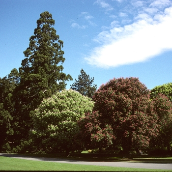 Aesculus x carnea '' (004032)