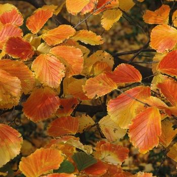 Hamamelis japonica