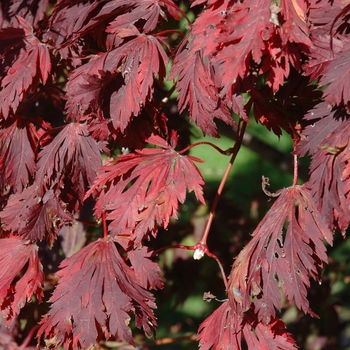 Acer japonicum 