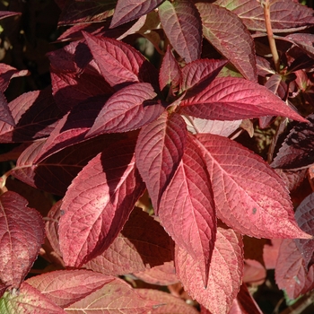 Hydrangea serrata